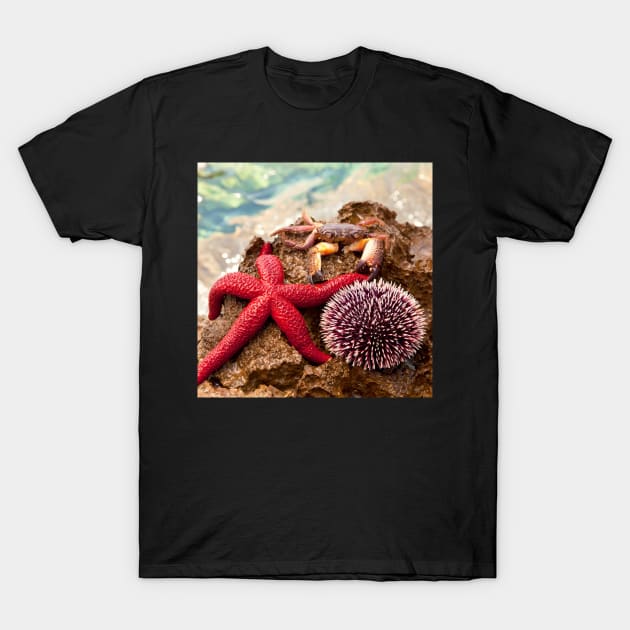 Crab Sea ​​Urchin StarFish T-Shirt by StylishPrinting